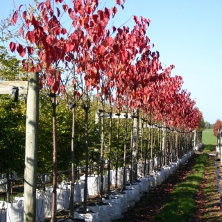 Prunus sargentii in autumn foliage