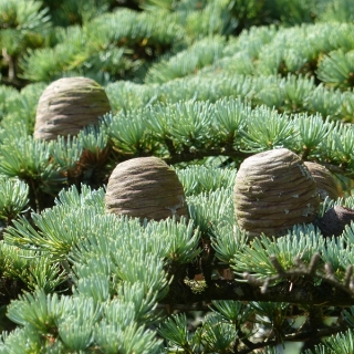 The cones of Cedrus atlantica