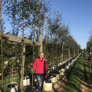 12/14cm girth Salix daphnoides to scale