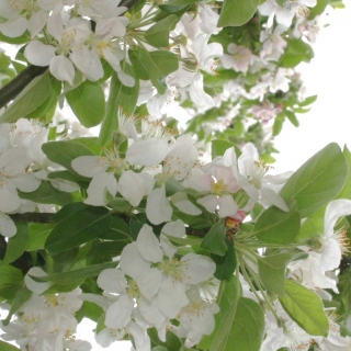 the blossom of Malus Golden Hornet