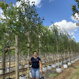 Betula utilis Jacquemontii Doorenbos