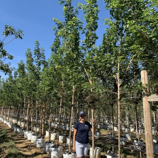 Acer platanoides Pacific Sunset