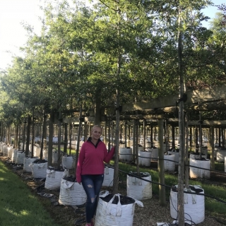 Quercus phellos on the barcham trees nursery