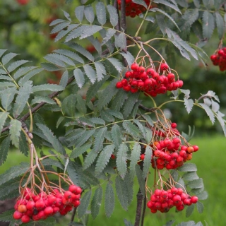 Sorbus aucuparia Asplenifolia cluster of red berries