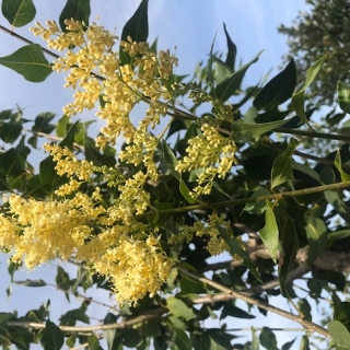 The beatiful creamy white flowers of Peking lilac