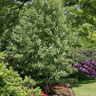 mature specimen of Sorbus intermedia Brouwers