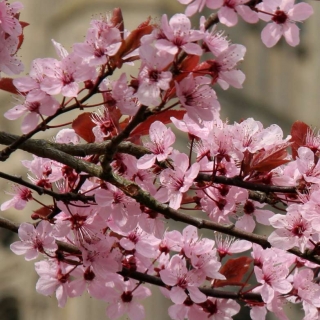 The pink flowers of Prunus cerasifera Nigra Multi-stem