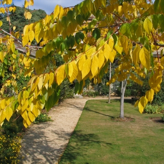 autumn foliage of Gymnocladus dioica