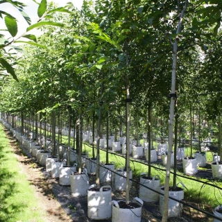 Juglans regia at barcham trees