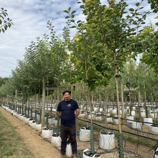 Malus Bramley Seedling