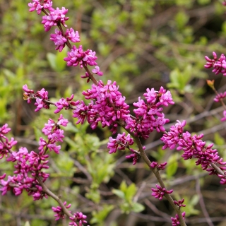 the flowers of Cercis Chinensis Avondale multi-stem