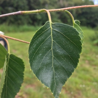 The small leaf of Betula utilis Jacquemontii Snow Quee