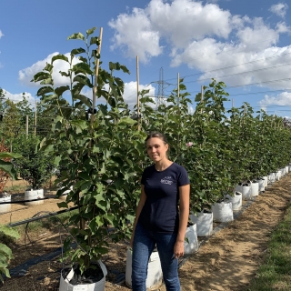 Magnolia Heaven Scent multi-stem