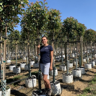 Photinia fraseri Red Robin