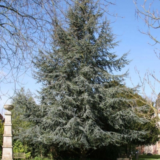 Mature Cedrus atlantica Glauca