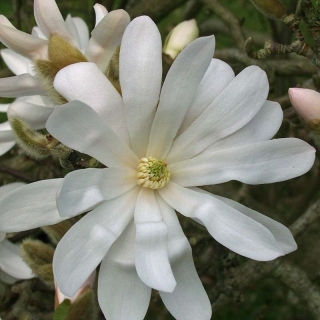 the single white flower of Magnolia x loebneri Merrill