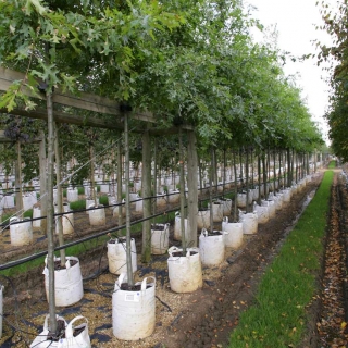 Quercus palustris on the barcham trees nursery