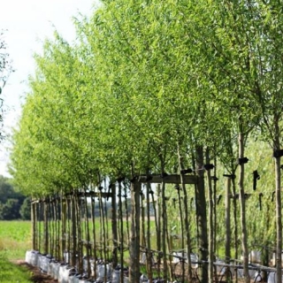 Row of Salix matsudana Tortuosa at Barcham Trees nursery