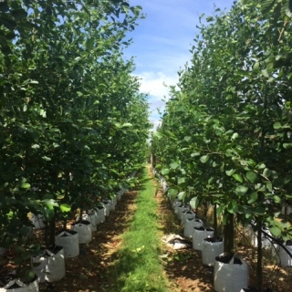 Alnus glutinosa half standard at barcham trees