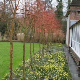 Tilia cordata Winter Orange in the winter with no foliage showing the stems