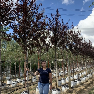 Prunus cerasifera Nigra