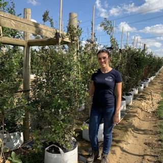 Quercus Ilex multi-stem