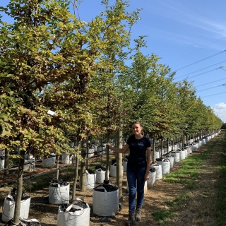 Fagus sylvatica