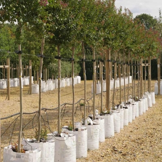 Lagerstroemia indica Violacea on the Barcham trees nursery