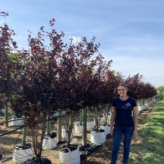 Prunus cerasifera Nigra Multi-stem