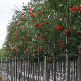 Row of Sorbus aucuparia Sheerwater Seedling at BarchamTrees