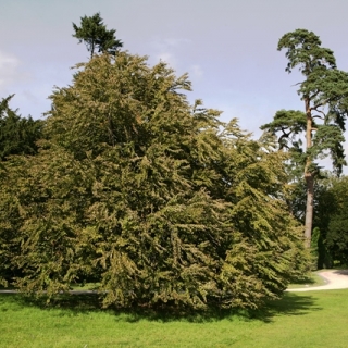 mature Cercidiphyllum japonicum multi-stem