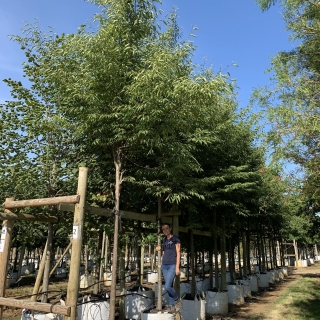 Zelkova serrata Green Vase