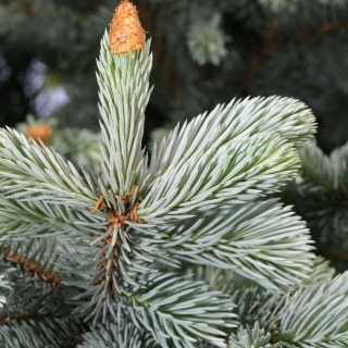 close up of the foliage of Picea Pungens Hoopsii