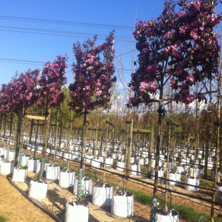pleached Malus Rudolph