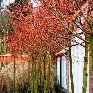 The orange stems of Tilia cordata Winter Orange