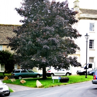 mature Acer platanoides Crimson King