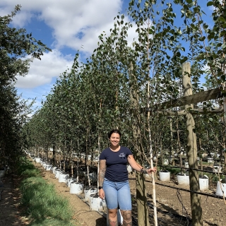 Betula utilis Jacquemontii Doorenbos