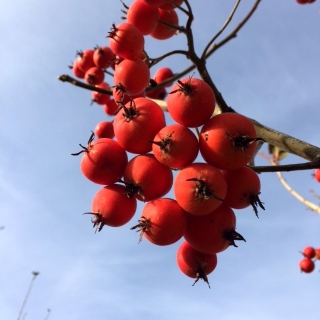 The large red berries of Crataegus succulenta Jubilee