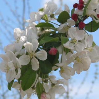 the blossom of Malus Evereste