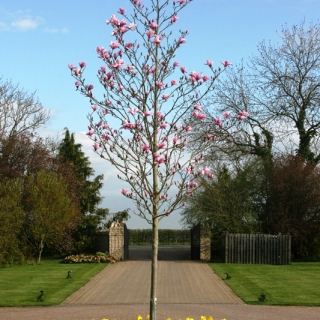 Mature Magnolia Galaxy