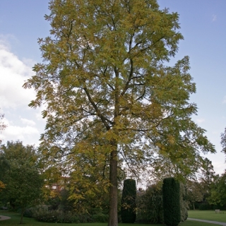 mature Juglans nigra