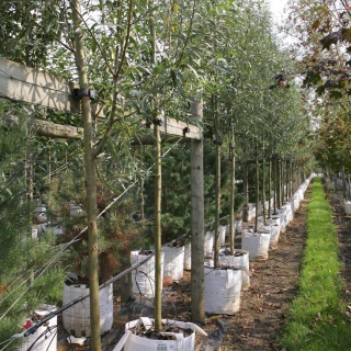 Row of Salix alba on Barcham Trees nursery