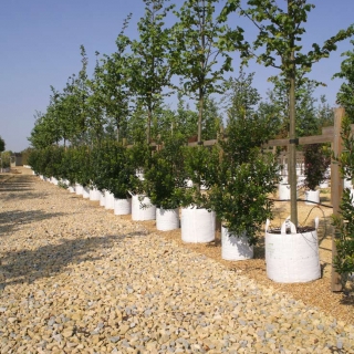 Row of Tilia x europaea Pallida on Barcham Trees nursery