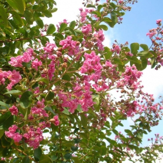 The pink flowers of Lagerstroemia indica Violacea