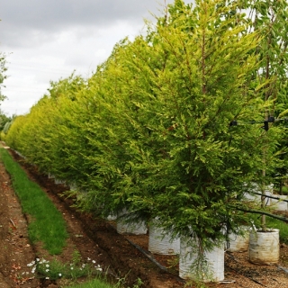 Cupressocyparis leylandii Castlewellan