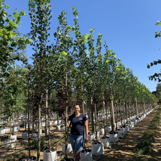 Tilia platyphyllos