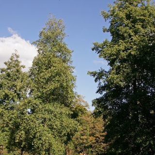 Mature  Ailanthus altissima