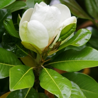 Magnolia grandiflora Little Gem