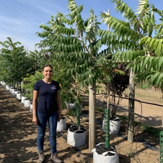 Rhus typhina