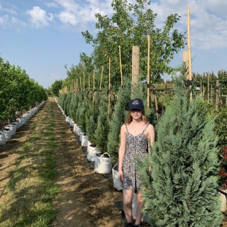 Chamaecyparis lawsoniana Columnaris Glauca